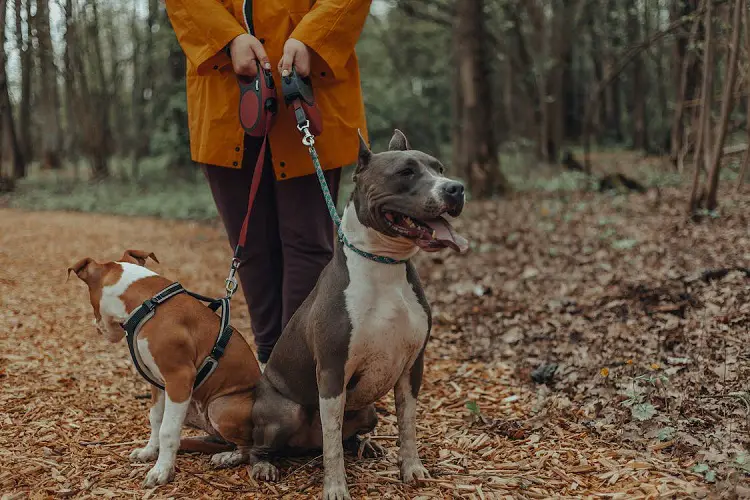 Wie viele Hunde gibt es?