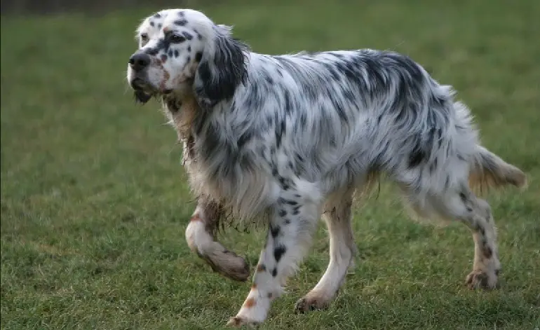 Englischer Setter
