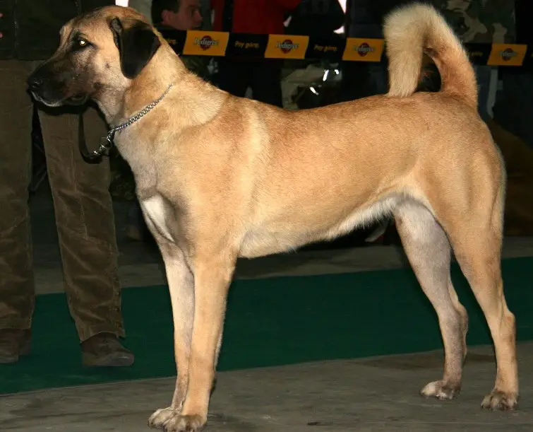 Anatolischer Schäferhund