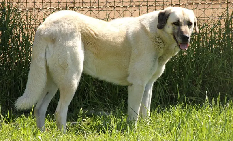 anatolischer Schäferhund