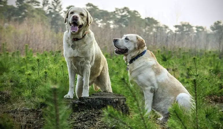 Größe eines anatolischen Schäferhundes