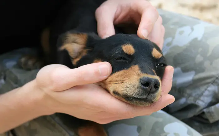 Warum jammert mein Hund ständig?