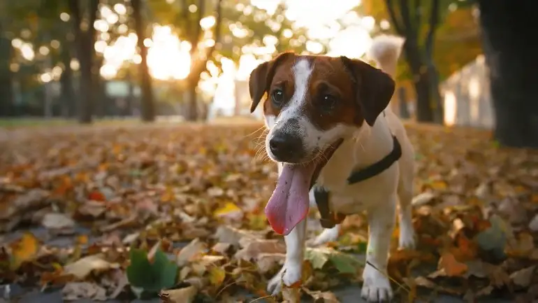 Sollten Sie Ihren Hund kastrieren?