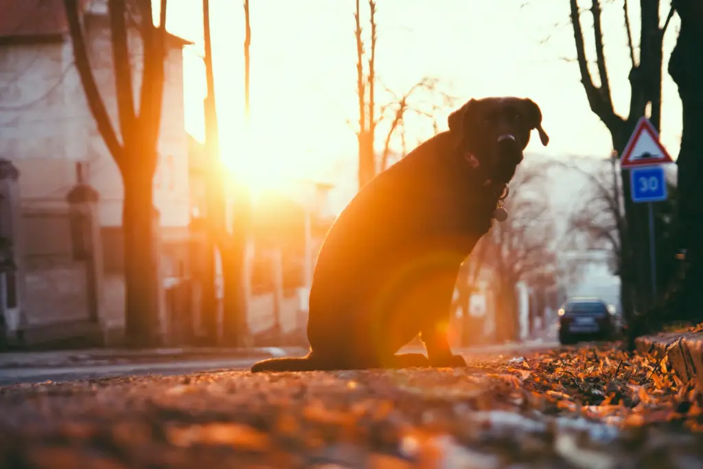 Soll ich meinen Hund kastrieren lassen?