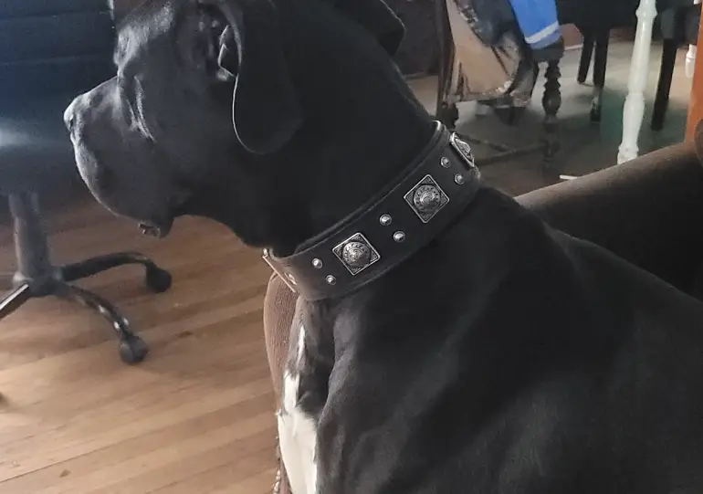 Halsband für Pitbull