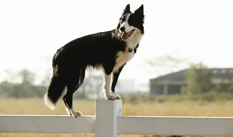 Border-Collie-Welpe