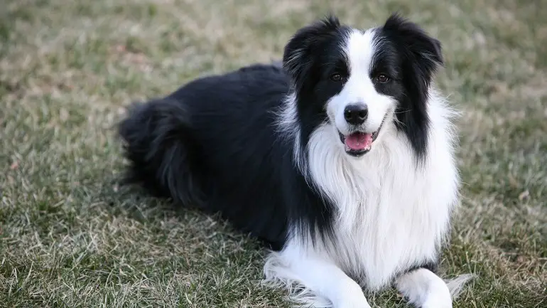 Border-Collie-Farben