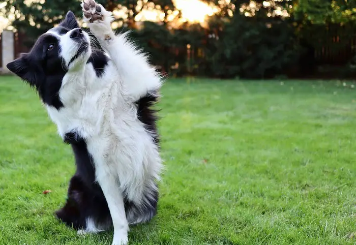 Border Collie kurze Haare