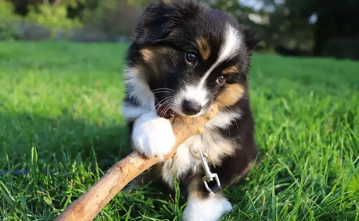 Border-Collie-Mischling