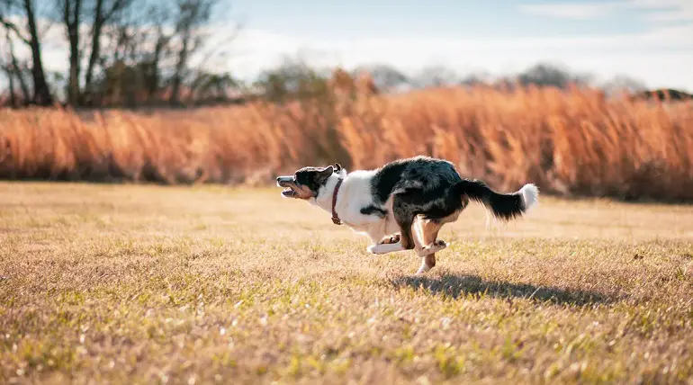 Border-Collie-Welpen