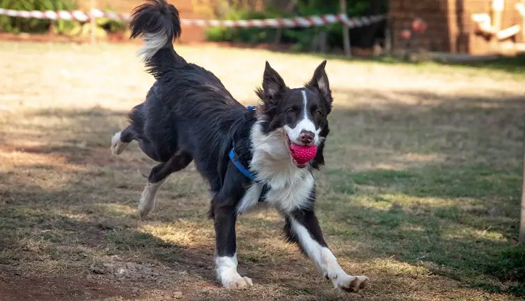 Brauner Border Collie