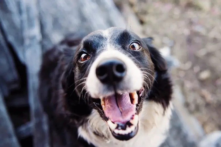 Aggressiver Hund kapituliert
