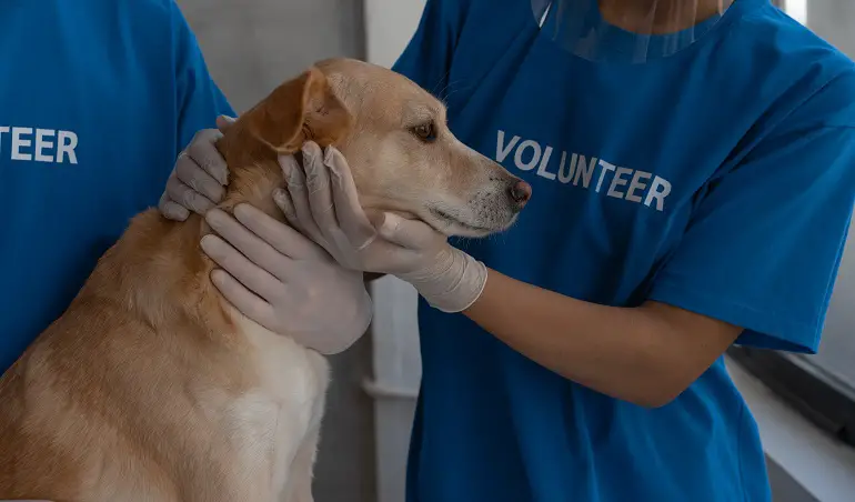 Kann ich meinen Hund abgeben?
