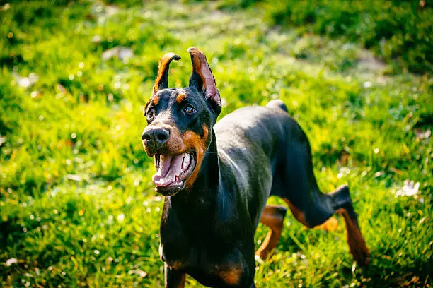 sind Dobermänner gute Hunde
