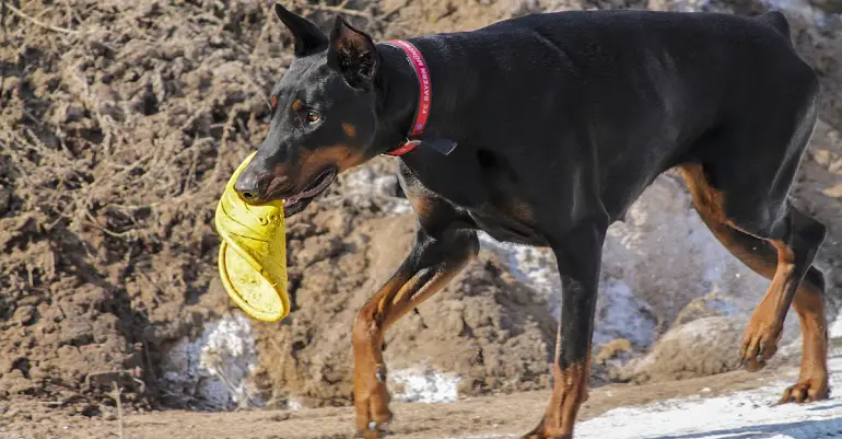 Gesundheitsprobleme beim Dobermann
