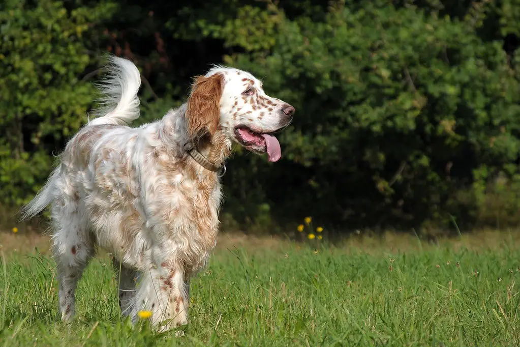 Englischer Setterhund
