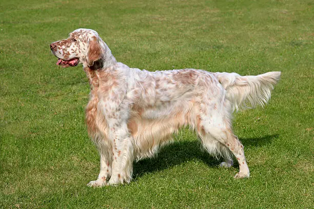 English setter review 1