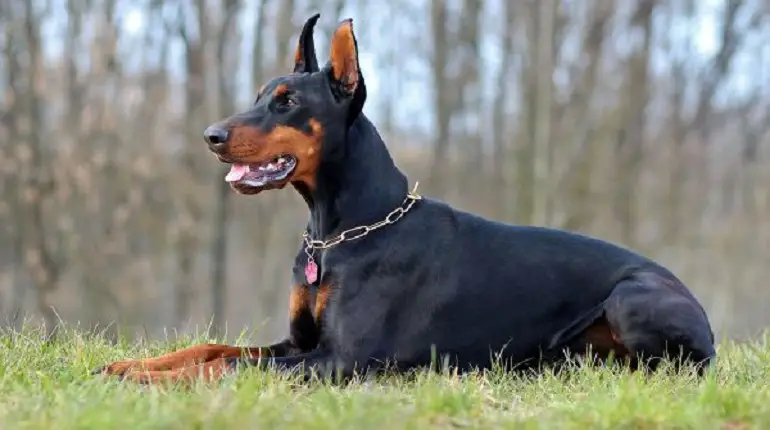 Dobermann stark