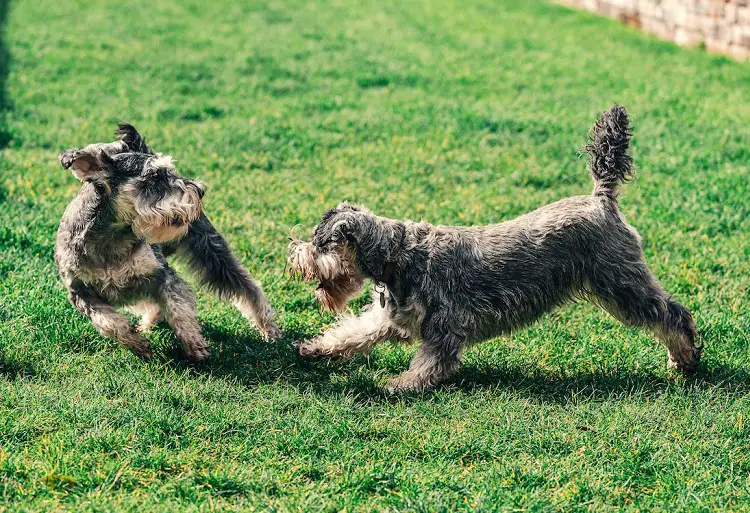 Parti-Minischnauzer
