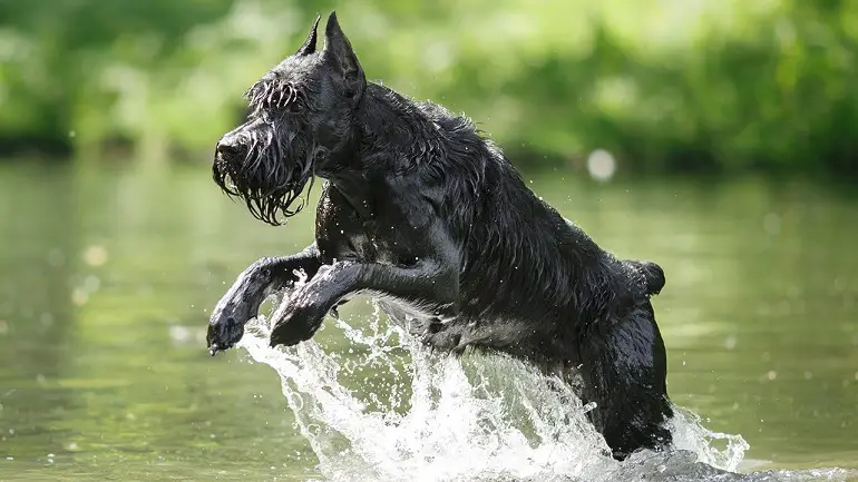 Riesenschnauzer