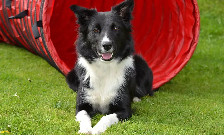 Warum jammert mein Hund ständig?