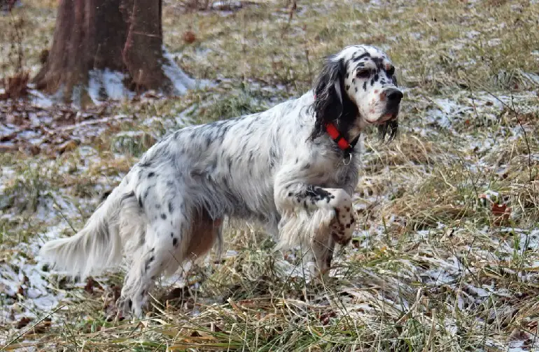 Englische Setter
