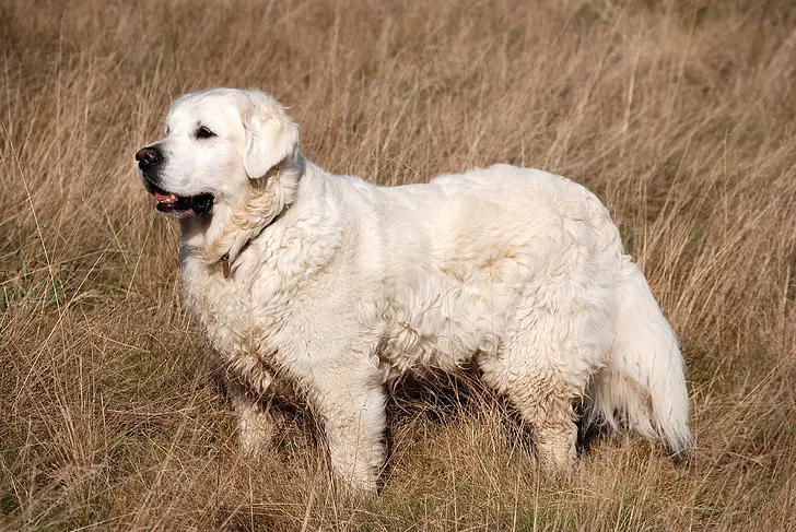 Pyrenäenhund