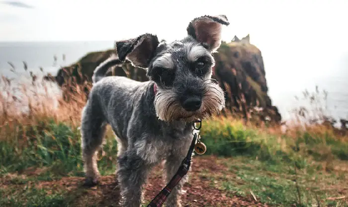 Minischnauzer
