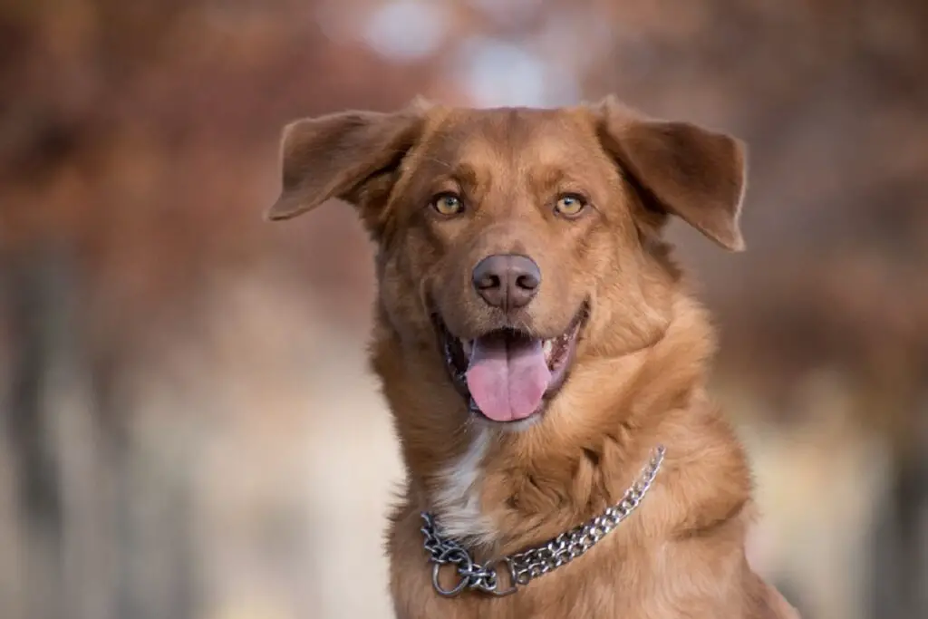 Wie sollte man einem Hund ein Stachelhalsband richtig anlegen?