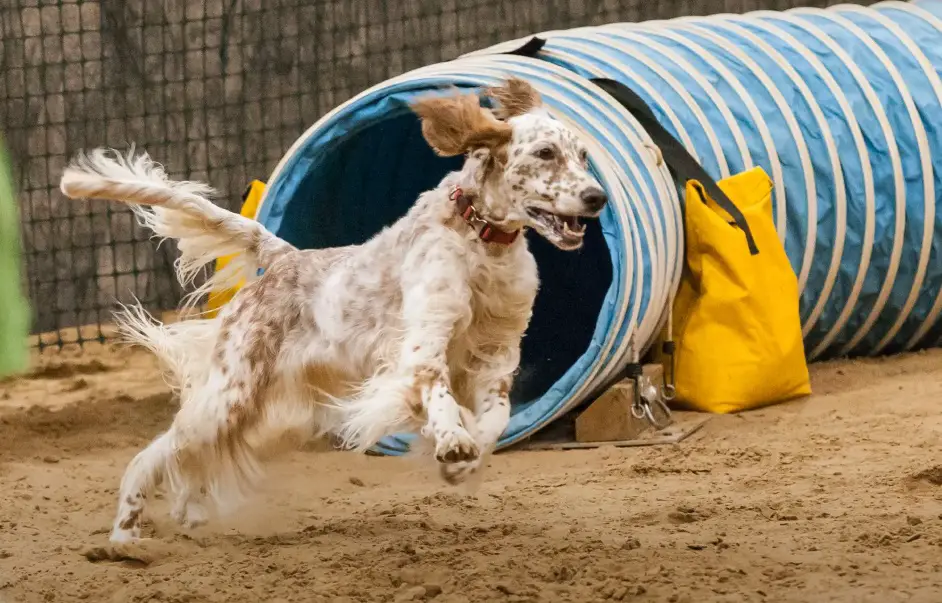 Englischer Setter orange
