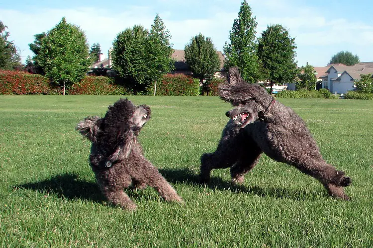 irischer Spaniel