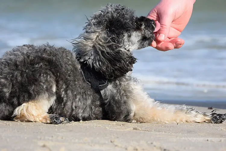 Kurzhaariger irischer Wasserspaniel