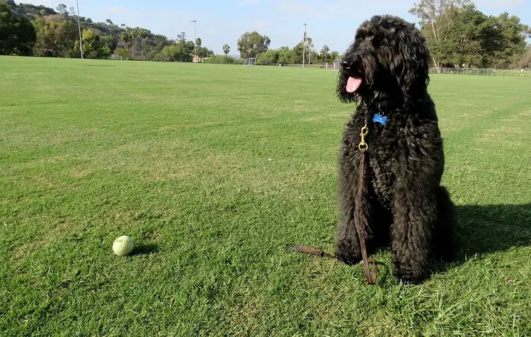 hypoallergener Irish Water Spaniel