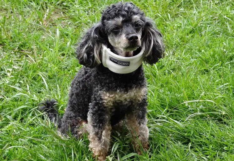 Spaniel-Wasserhund