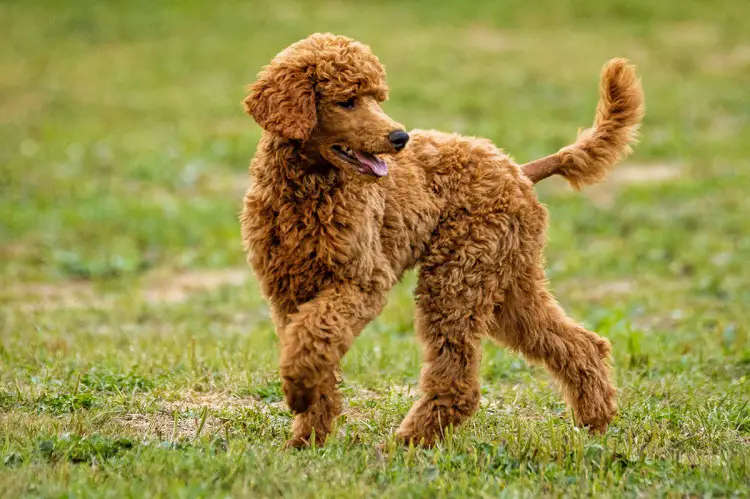 Irish Water Spaniel Welpen