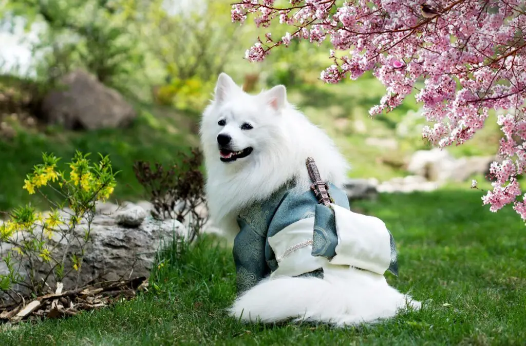 Japanischer flauschiger Hund