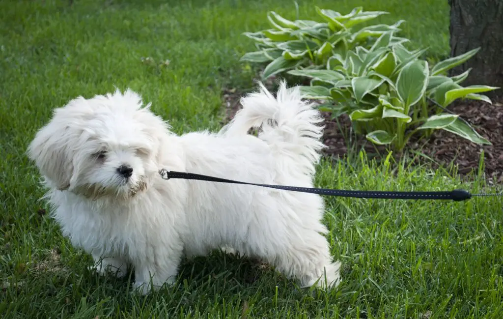 süße asiatische Hunde