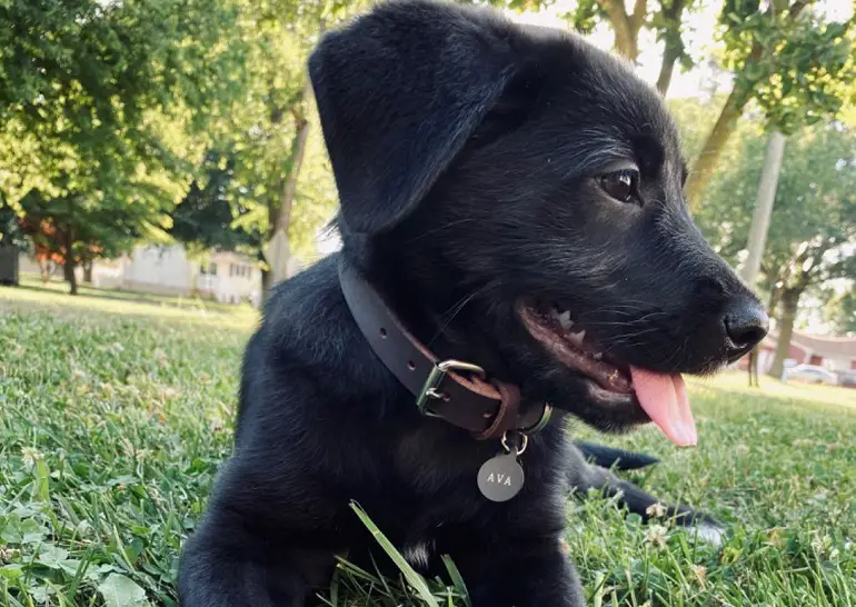 Bestes Halsband für Hunde mit empfindlicher Haut