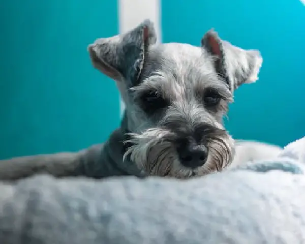 Teilweise Schnauzerpflege