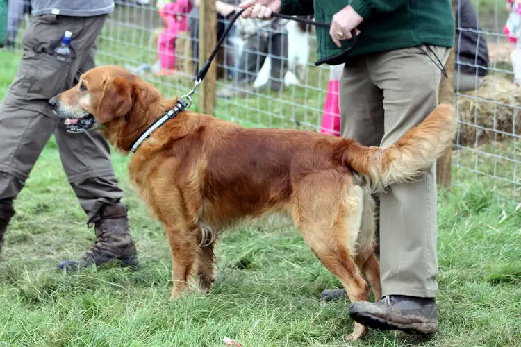 Wie viele Hunde gibt es in den USA?