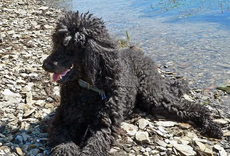 Rasse Irish Water Spaniel