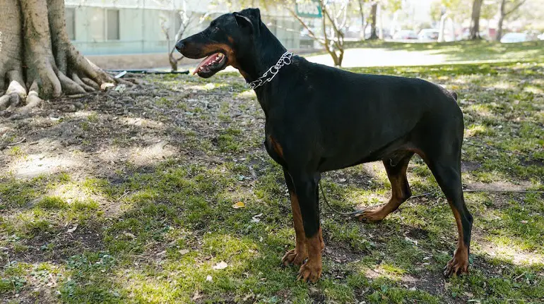 Dobermann-Gesundheit
