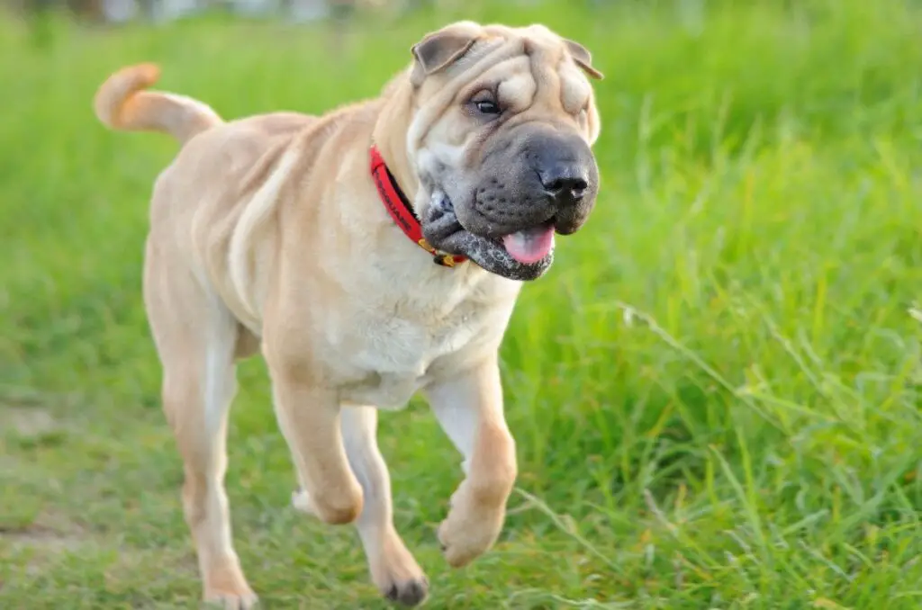 Hunde asiatischer Rassen
