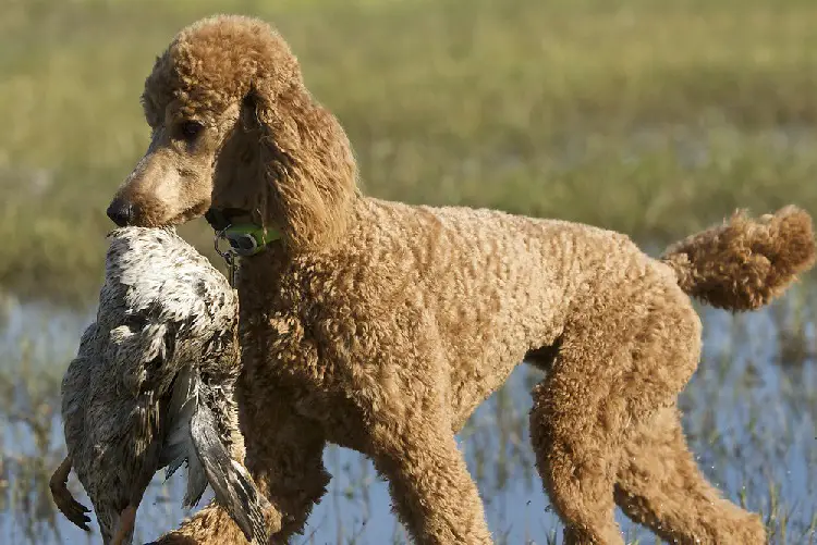 Welpe Irish Water Spaniel