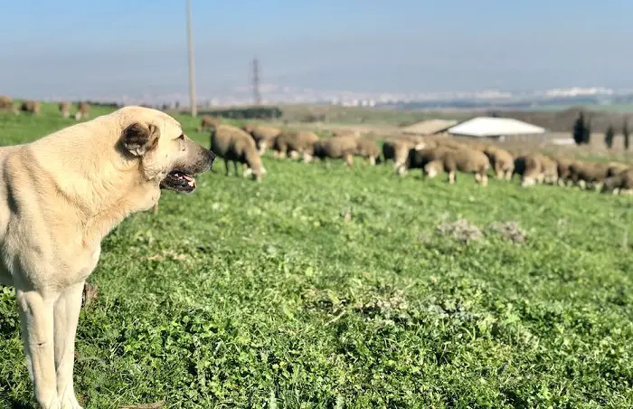 anatolischer Hund