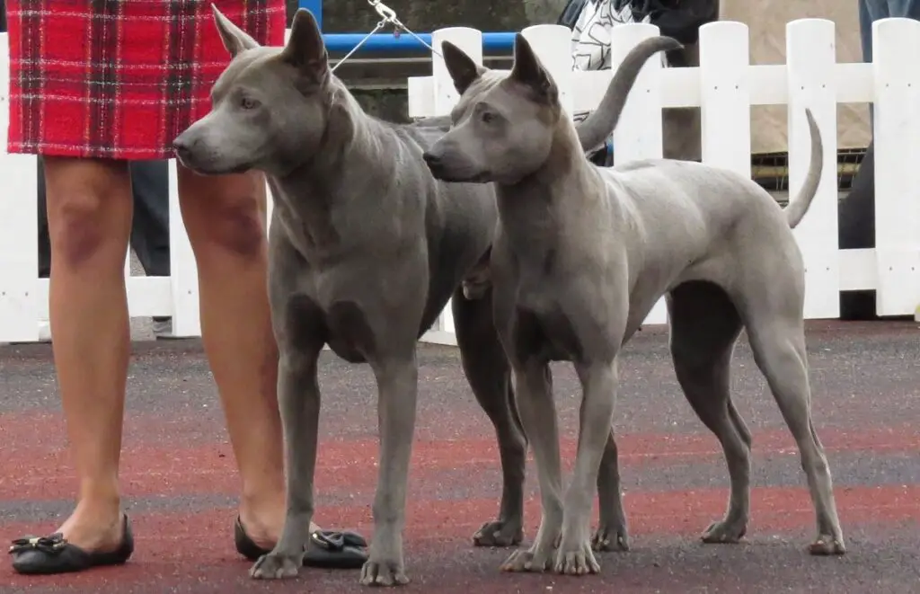 Thailändischer Ridgeback