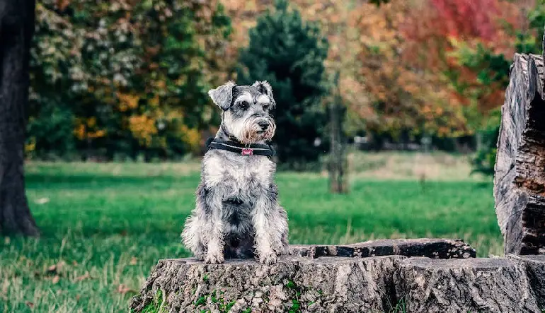 Rauhaarschnauzer
