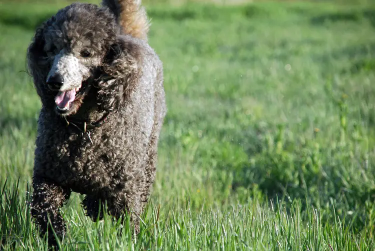 Wasserspaniel