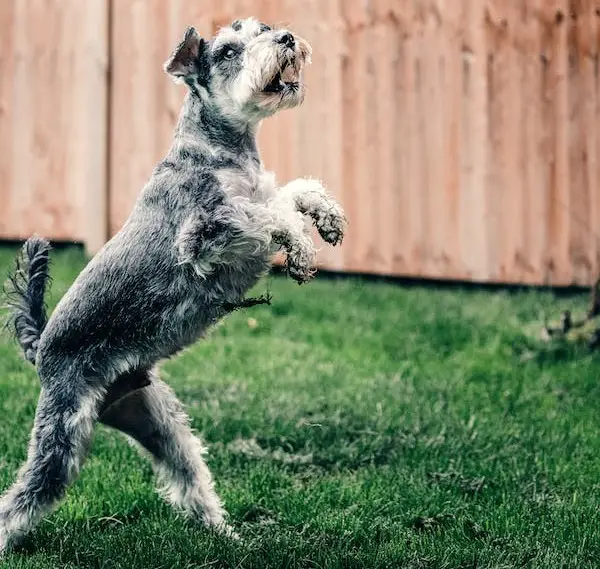 Leber-Parti-Schnauzer
