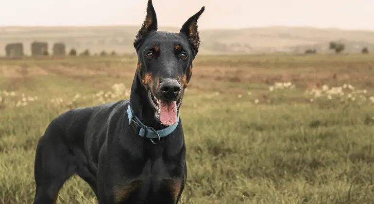 Dobermann stark
